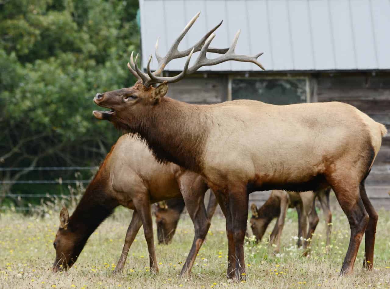 Two elk in a meadow. Male elk is bugeling