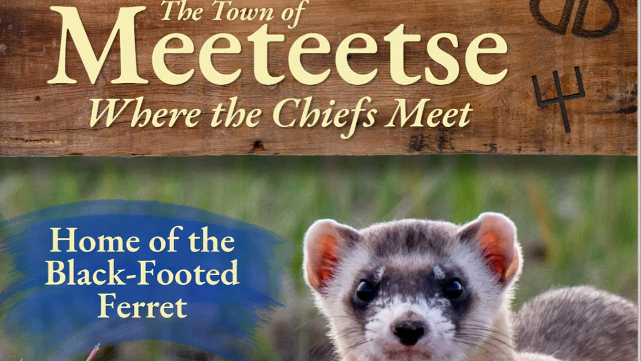 Black-footed ferret in grassy habitat at Meeteetse, Wyoming.